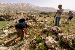 Al-Arz;Iris;Iris-Cedreti;Kaleidos;Kaleidos-images;Lebanon;Middle-East;Near-East;Tarek-Charara;Youssef-Tawk;Flowers;Endemic;Endemic-species;Critically-endangered;Critically-endangered-species